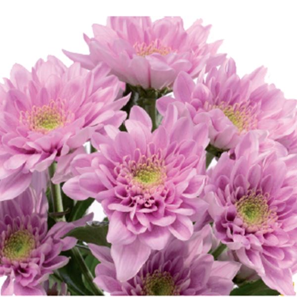 BELICIA PINK